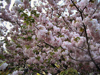 写真：造幣局の桜の通り抜け